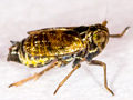 Javesella 